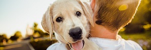 Pandemische puppy's en hondenpoep - wat is het nu eigenlijk het probleem?