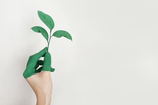 Een hand die een plant vasthoudt